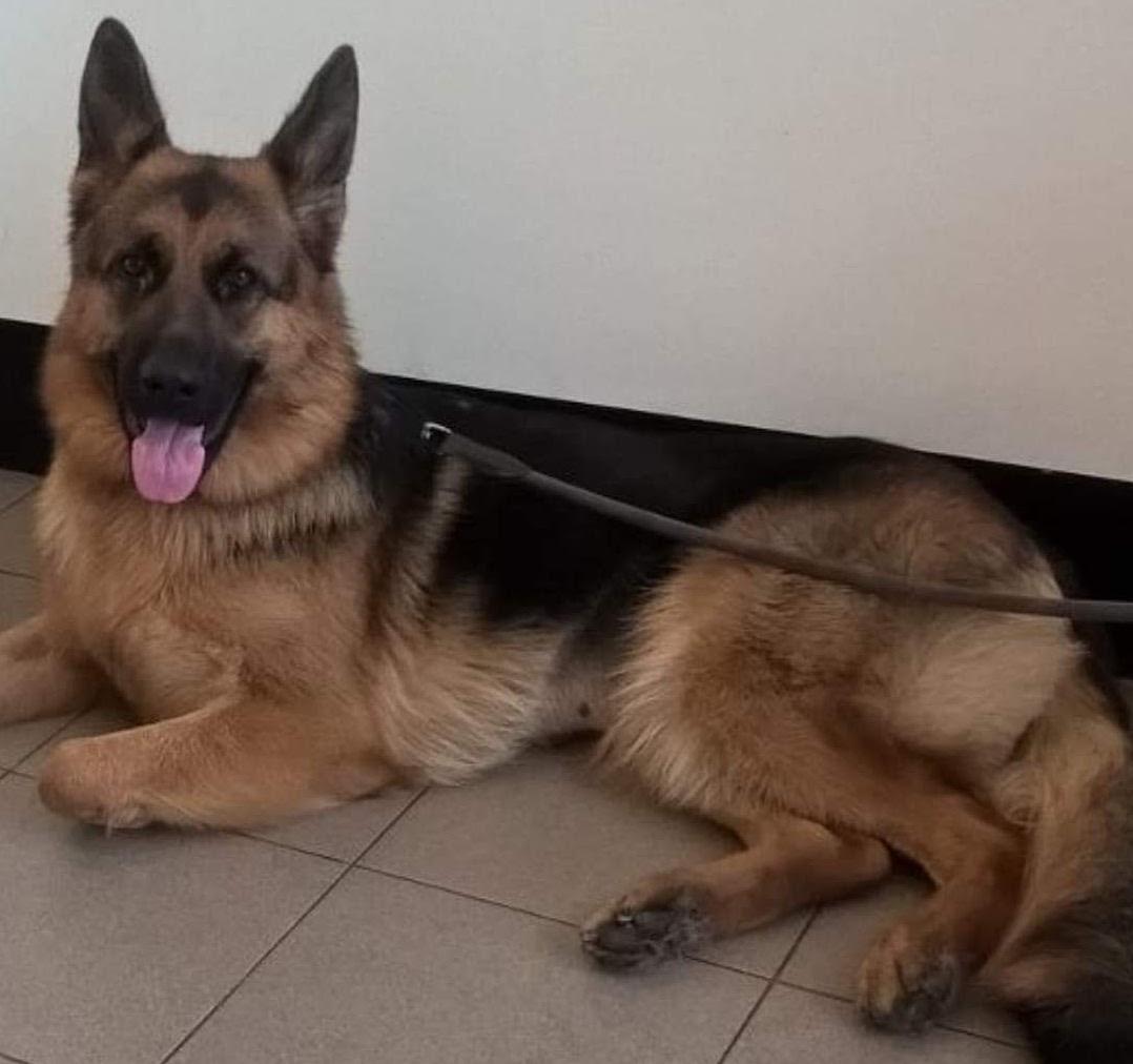 Zara: pastore tedesco enteropatico cronico Zara: pastore tedesco enteropatico cronico